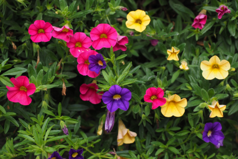 Тематическое фото pxhere.com