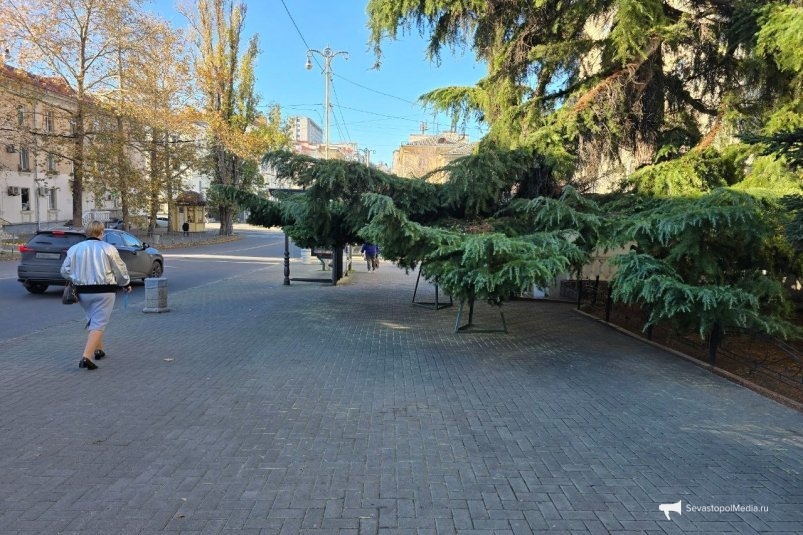 Ель на улице Адмирала Октябрьского Алексей Парамонов, ИА SevastopolMedia
