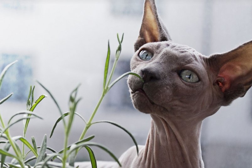 Тематическое фото pxhere.com