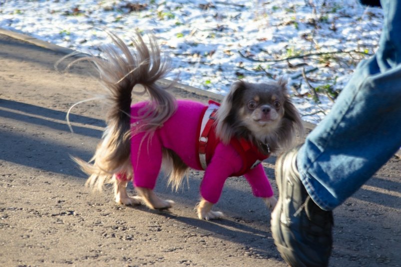 Собачий холод: ТОП 5 пород мерзляков - комбинезон точно не спасет Aleksandr Isaev/unsplash