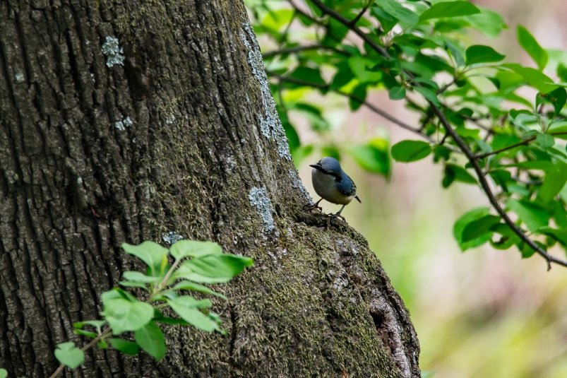 Птица, дерево Илья Аверьянов, ИА PrimaMedia.ru