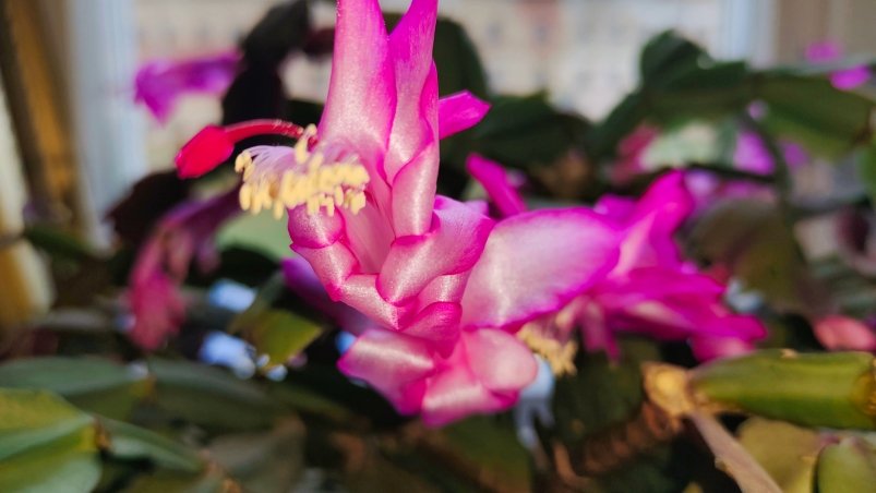 1 горсть в воду - и декабрист краше мисс мира: бутоны лезут без остановки фото автора