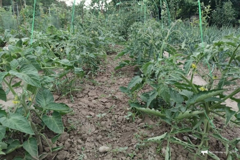 Рассыпаю по грядкам эти объедки - и сорняки пропали без вести: земля спокойно отдыхает до мая ИА SochiMedia