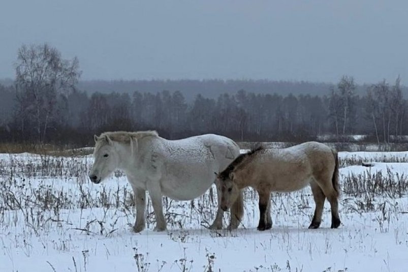 Спасая породу: Якутия выделит субсидии на якутский скот ИА YakutiaMedia