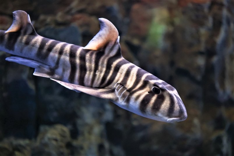 Акуленок Майкл Приморский океанариум