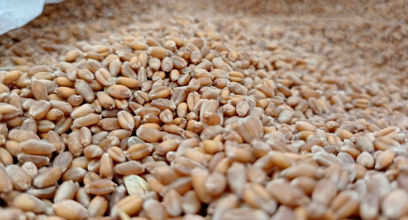 . пресс-служба ФГБУ "ЦОК АПК" по Алтайскому, Красноярскому краям, Новосибирской и Томской областям