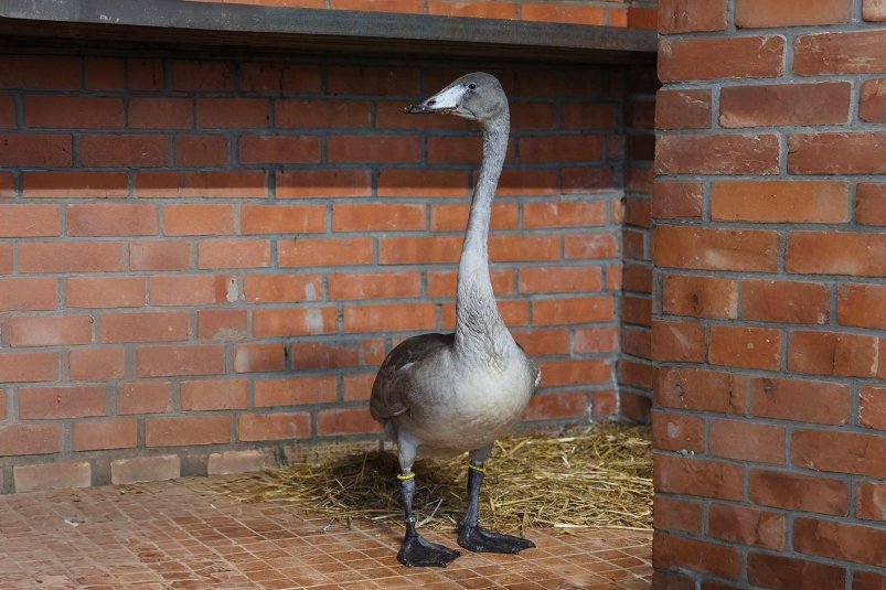 . авиакомпания "КрасАвиа"