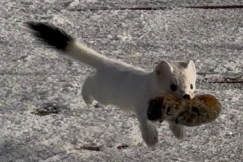 Горностай на кордоне стал "охранником" от грызунов* Полина Пименова