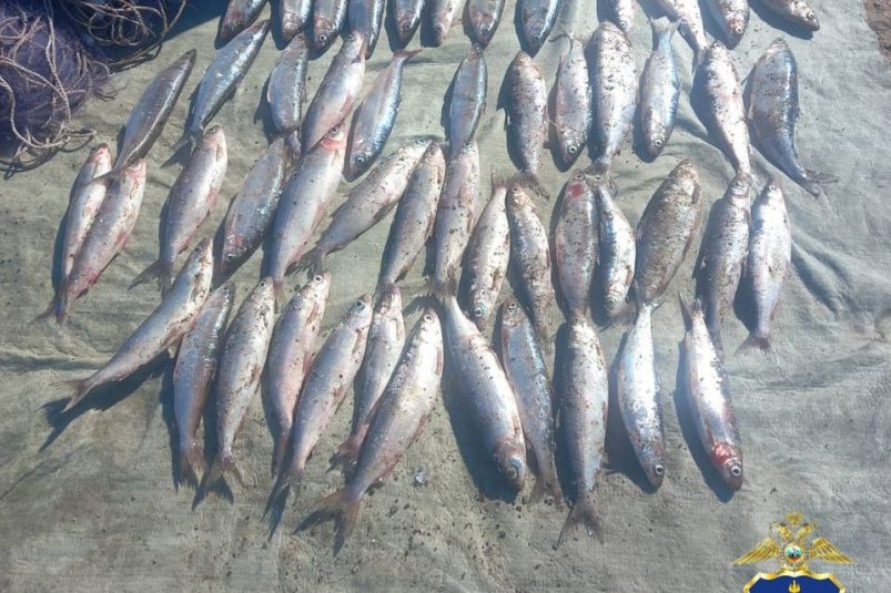 В Бурятии пресекли массовый лов омуля и изъяли более 1,6 тонны рыбы МВД Бурятии