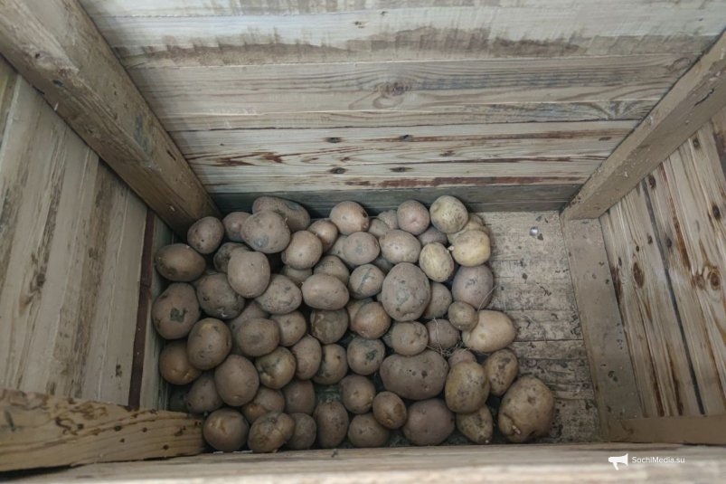 Картошка не гниет, не прорастает и не зеленеет: в ящики кладу это — хранится до июня без погреба ИА SochiMedia