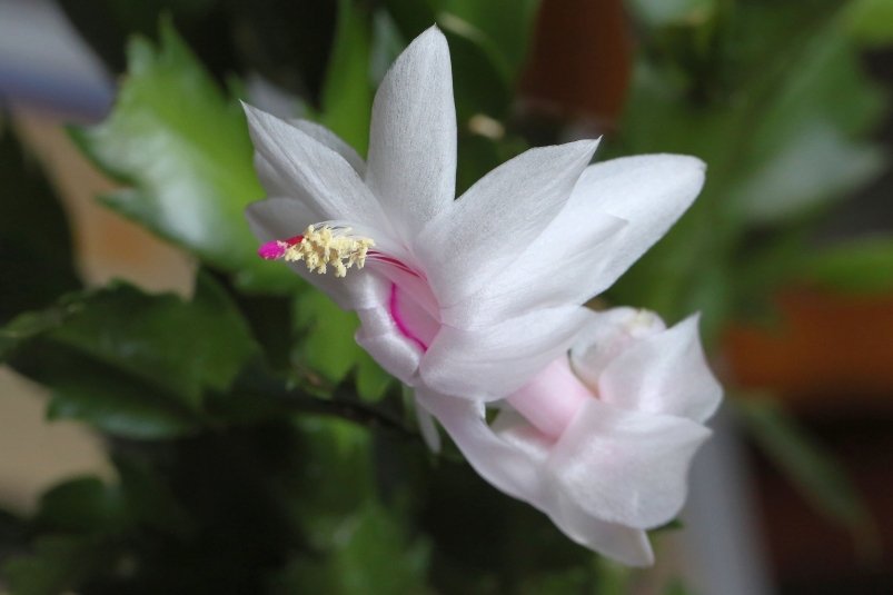 Тематическое фото pxhere.com