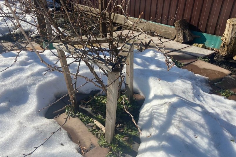 Что нужно успеть сделать в огороде в декабре, чтобы получить урожай тачками ИА StolicaMedia