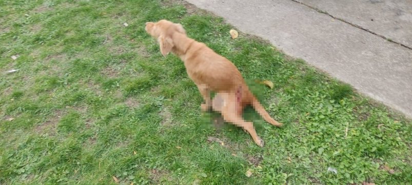 За охоту на кур собаку подстрелили на глазах у детей в селе Ставрополья ГУ МВД по Ставрополью