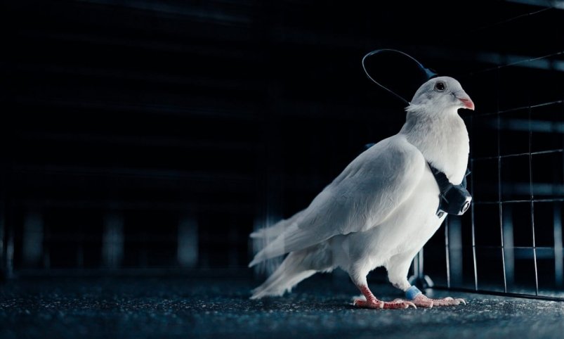 Тематическое фото Пресс-служба компании Neiry