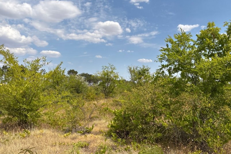 Заросший участок Соцсети АЧ МУ Россельхознадзора