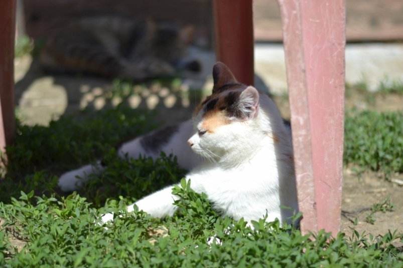 Монро Из архива Е. Воиновой