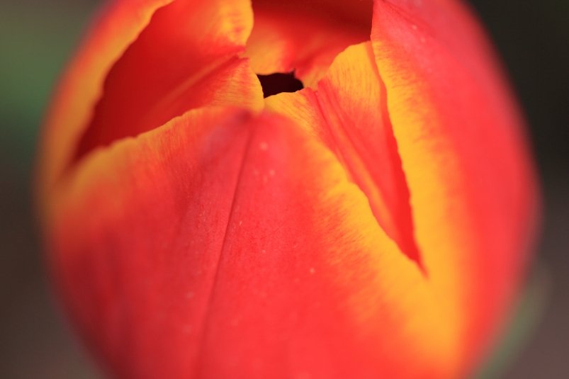 Тематическое фото pxhere.com