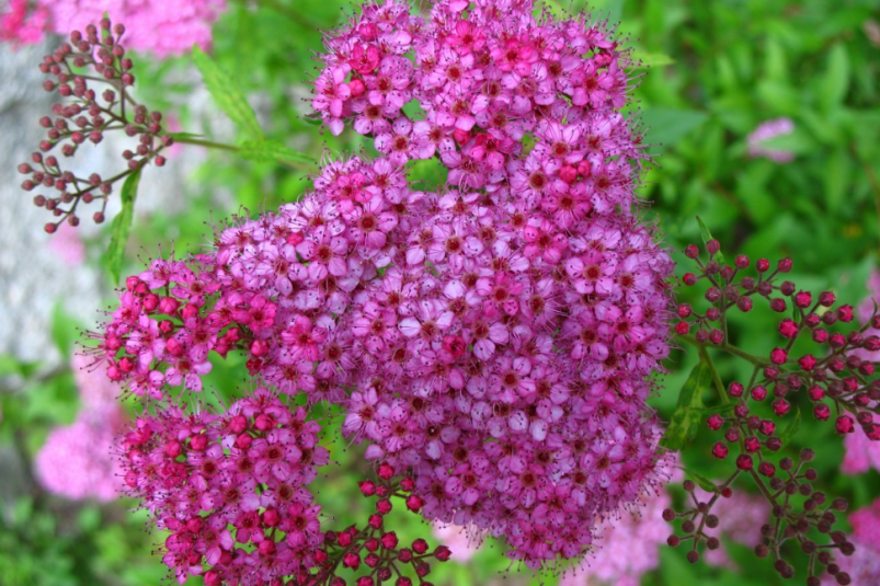 Тематическое фото pxhere.com