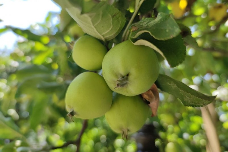 Осенью кидаю это под деревья — и даже старые яблони и груши готовы к цветению: ни парши, ни морозобоин ИА SochiMedia