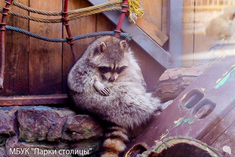 Обитатели готовятся к зиме МБУК "Парки столицы"