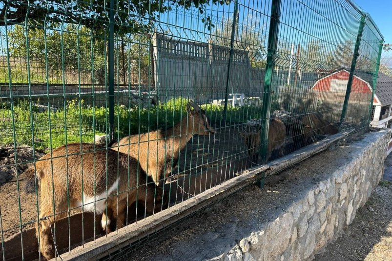 Животные в контактном зоопарке Соцсети АЧ МУ Россельхознадзора