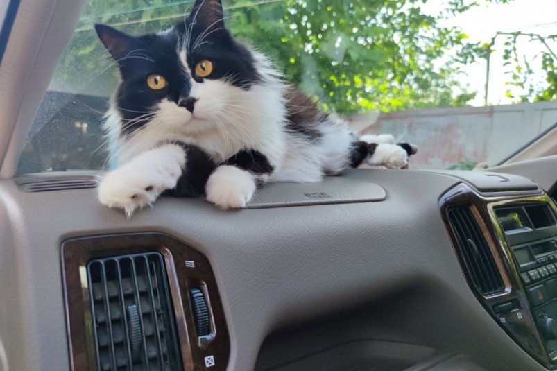 Предательство: кошки испытывают настоящую боль при смене хозяев – вот что они чувствуют ИА Stavropol.Media