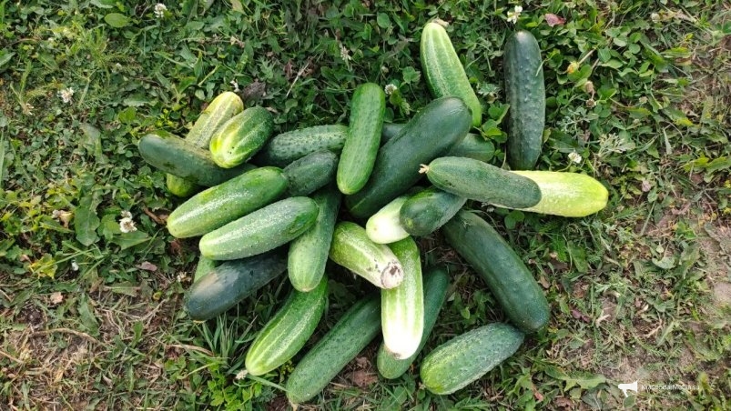 Беру свечу и банку - и огурцы свежие 6 месяцев: не храню в холодильнике - теща показала фото автора