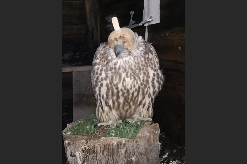 Кадры оперативной съемки СУ СК России по Камчатскому краю