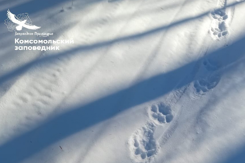 Следы тигра ТГ Комсомольский заповедник