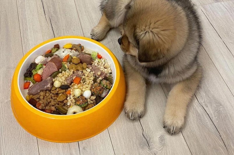 Вечные проглоты: эти собаки хотят есть каждые 30 минут - кушают больше хозяина ИИ &quotGigaChat" (18+)