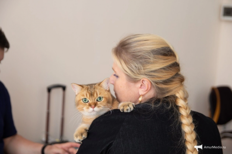 Считаем хвосты: готовы ли жители Хабаровского края к регистрации своих питомцев ИА AmurMedia