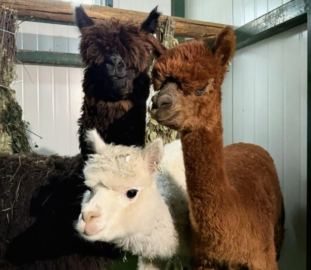 Альпаки ТГ зоосад "Приамурский"