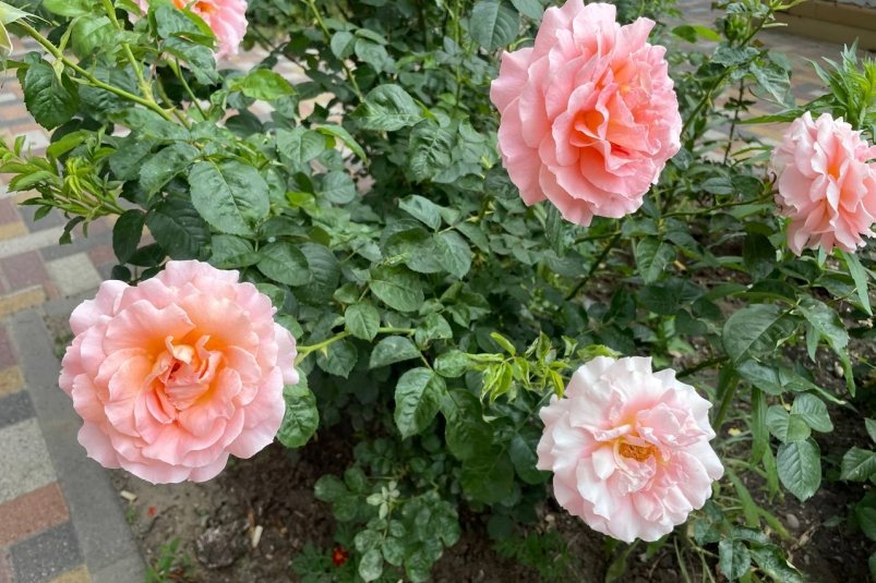 Подрезаю розы осенью только так - в следующем сезоне куст руками не обхватить: больше никаких "пеньков" фото автора