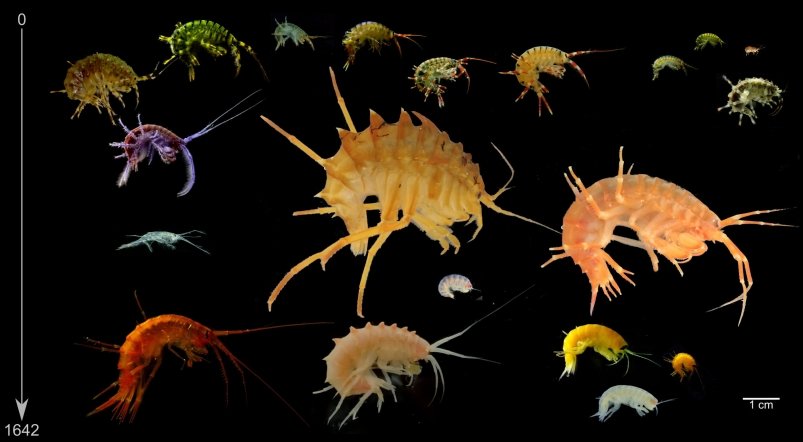 Ученые ИГУ выяснили, что байкальские рачки не могут скрещиваться из-за раздельной эволюции Пресс-служба ИГУ