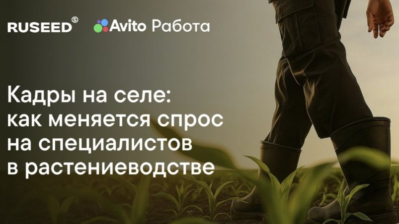 Тематическая иллюстрация пресс-служба Авито Работа