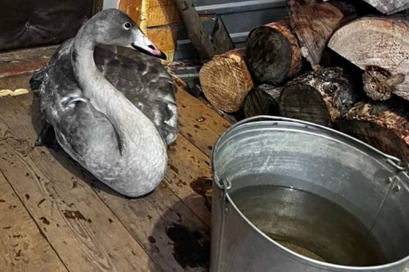 Мужчина спас от гибели редкого лебедя-кликуна Телеграм-канал (18+) "КрасАвиа"