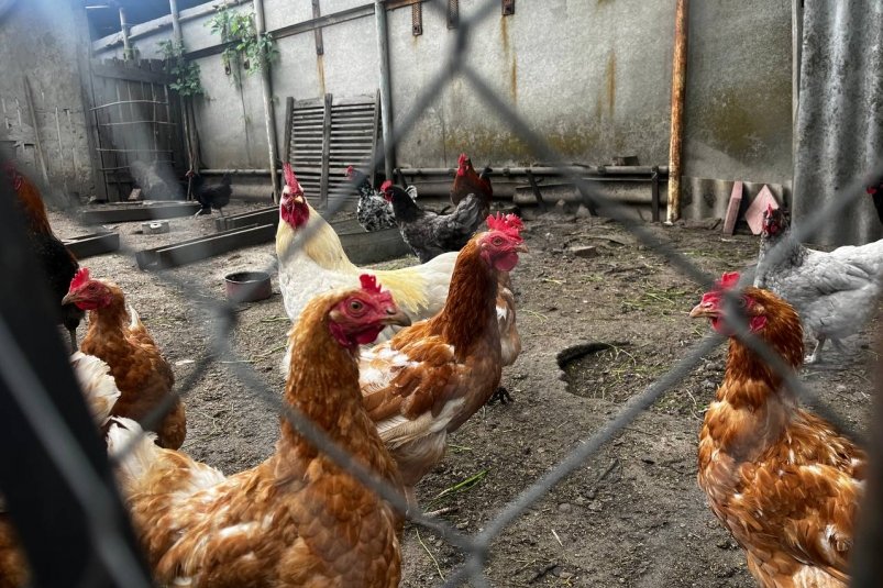 Что положить в миску зимой, чтобы куры неслись как угорелые - птицы несут по 10 яиц в день ИА Stavropol.Media