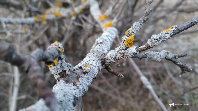 Лишайники Автора