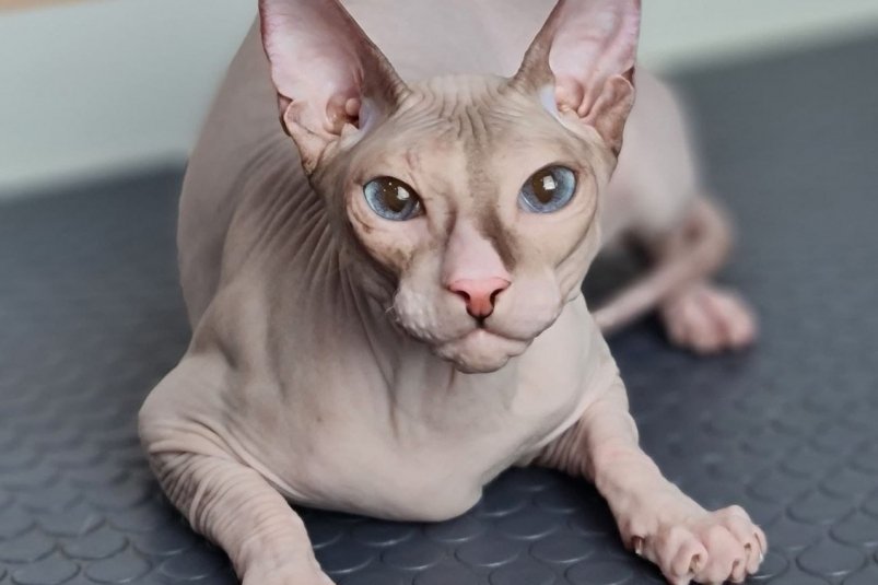 Больше 50 работ уже поступило на фотоконкурс "Кто в доме хозяин?" в тг-канале ИА ЕАОMedia участник фотоконкурса