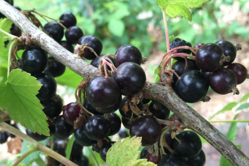 Тематическое фото pxhere.com