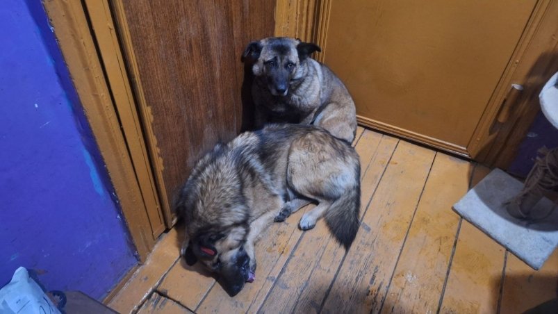 Жители дома на Баррикад в Иркутске спрятали бездомных собак от службы отлова ИА IrkutskMedia