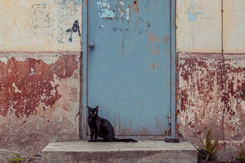 дверь, дом, кот, подъезд, квартира, бездомные животные Мария Смитюк, ИА PrimaMedia