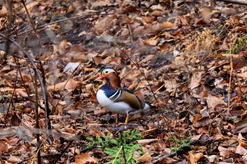 Не улетевшие на зимовку утки-мандаринки остались в леденеющем озере в районе Снеговой пади ИА PrimaMedia