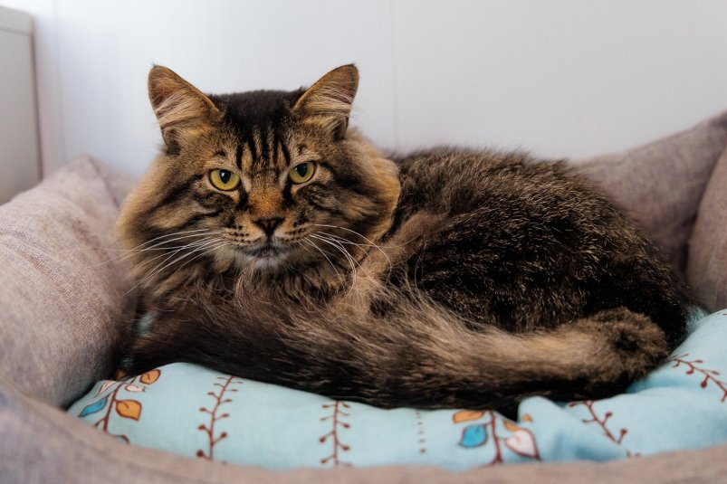 Дома 2 кошки и собака, а на одежде ни шерстинки: выручает 1 вещь — добавляю при каждой стирке Евгений Кулешов, ИА PrimaMedia.ru