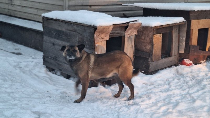 В Куйбышевском районе Иркутска прошёл рейд по отлову бродячих собак Пыжьянова Ксения, ИА IrkutskMedia