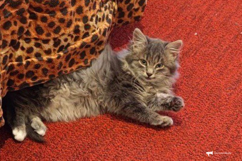 Обиду не простят. Топ-4 породы котов, которые мстят хозяину всю жизнь: прячьте тапки ИА Stavropol.Media