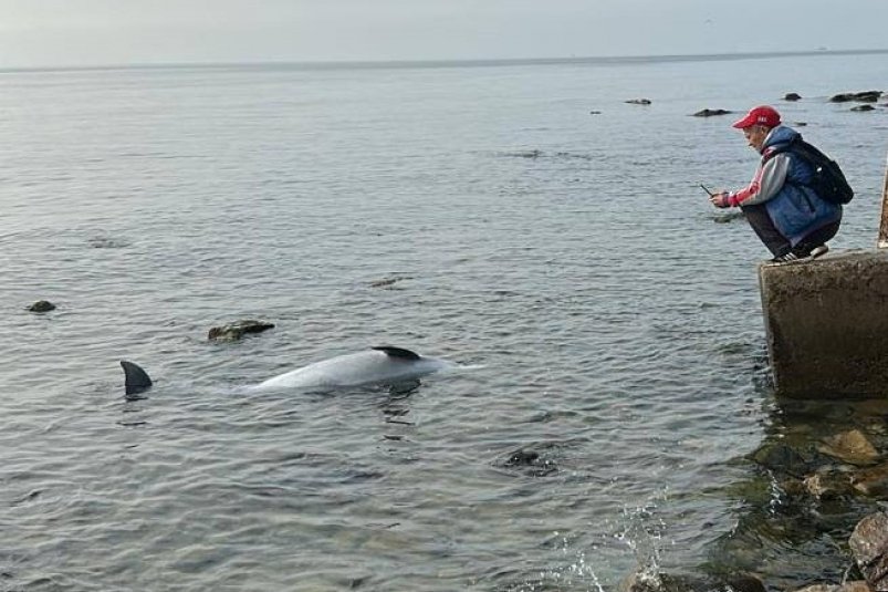 19 дельфинов погибли после октябрьского выброса мазута в акватории Анапы Центр "Дельфа"