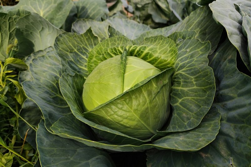Такая капуста и даром не нужна: кочаны быстро гниют, а на вкус хуже резины Anna Evans/unsplash