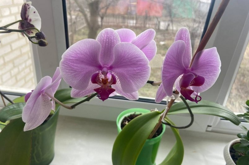 Орхидеям в ноябре — обязательно: 3 капли в воду — и даже старый цветонос просыпается и тянется вверх ИА SevastopolMedia