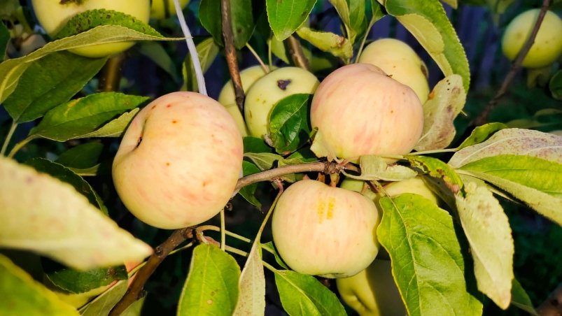 Нужно ли белить деревья осенью или это пустая трата времени: агрономы поставили точку в давнем споре фото автора